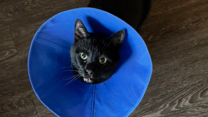 Help Kitty Get His Lump Removed campaign photo, 1 of 8