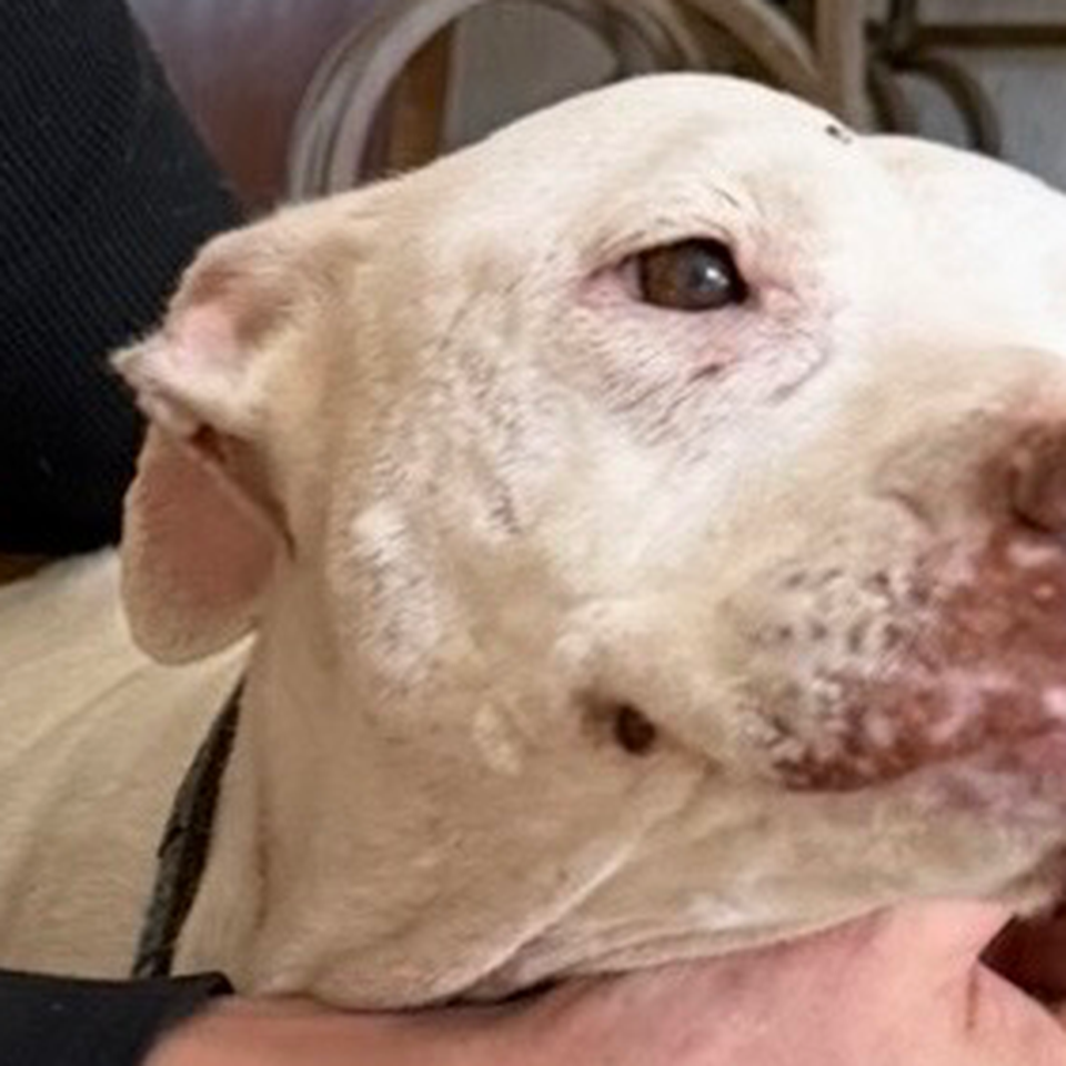 Help Us Save Lilliana & get her cancer surgery.