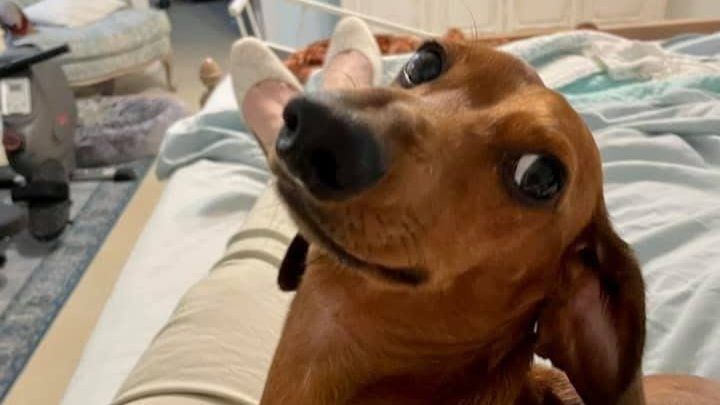 Little Dog, Big Fight: Help Ringo Beat Cancer campaign photo, 1 of 8