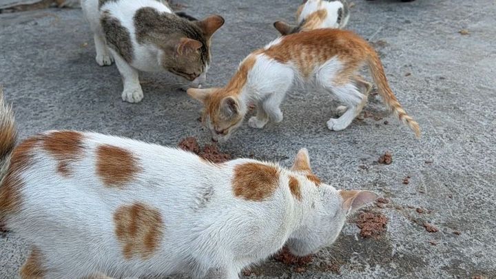Help a Lone Rescuer Save Dubai’s Forgotten Cats campaign photo, 1 of 8