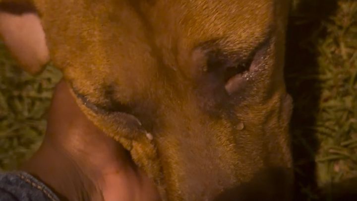 Help an Abandoned Dog Get Medical Care