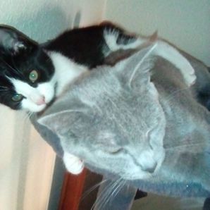 cats galore 