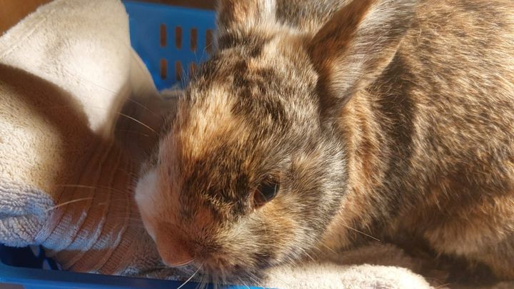 Kampagnen-Foto für Hilfe für zwei unerwartete Notfall-Kaninchen, 1 von 7