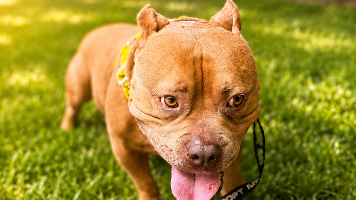 Support Squish’s Fight for Answers and Treatment campaign photo, 1 of 8