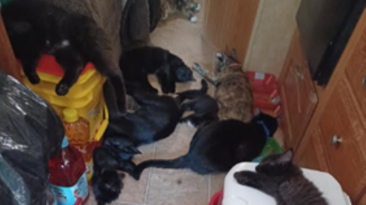 Thirty Lives in Hoarding Crisis: Help Us Save These 30 Cats campaign photo, 1 of 8