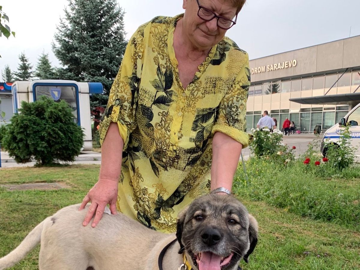 Support Milena’s Lifesaving Dog Rescue in Sarajevo campaign photo, 1 of 7