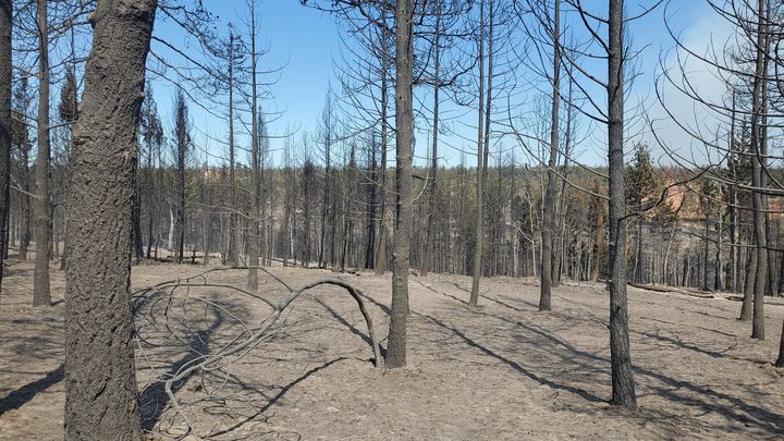 Help the French Family After the Grasshopper Fire campaign photo, 1 of 8