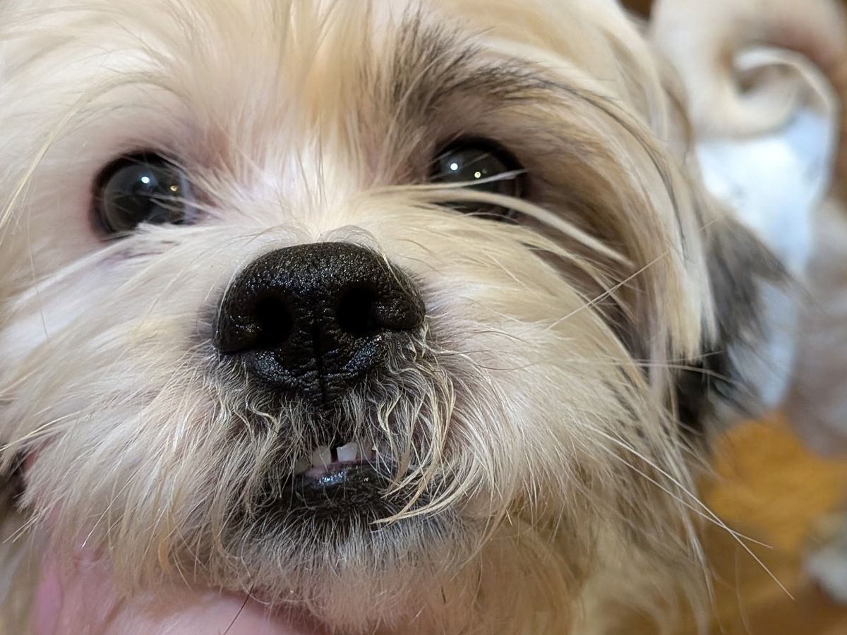 Fundraiser by Catherine Rivera : Help Welcome a Rescue Puppy Home
