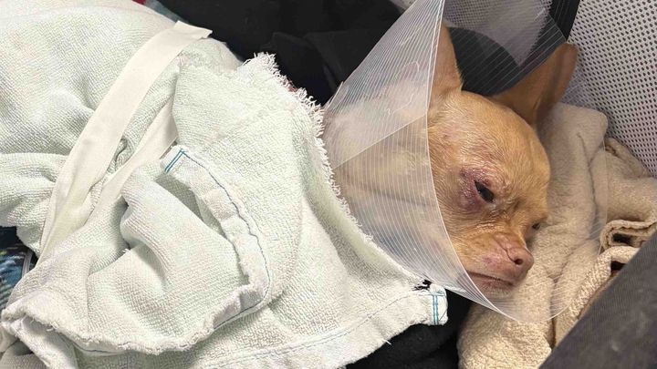 Support Hazel’s Urgent Spinal Surgery expenses campaign photo, 1 of 5