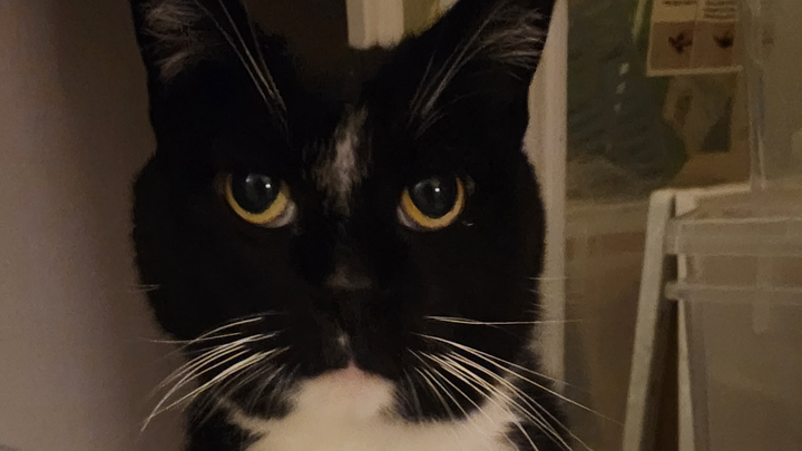 Save Mittins: Urgent Surgery Needed campaign photo, 1 of 8