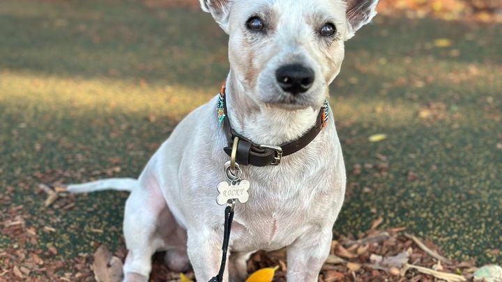 Fighting for His Life: Support Rocky’s Recovery campaign photo, 1 of 8
