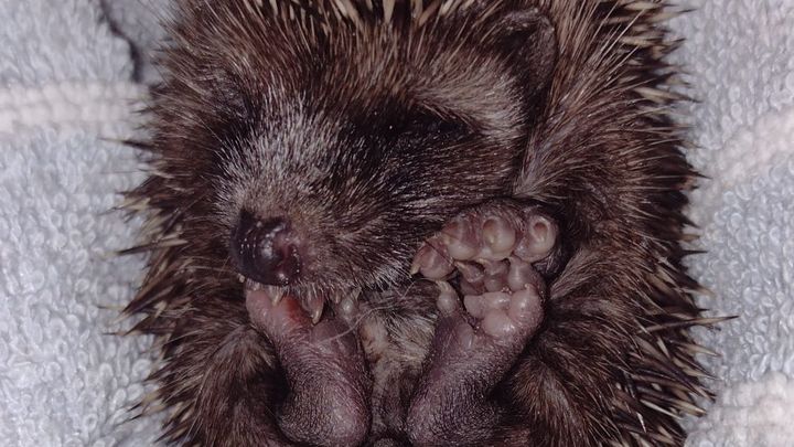 Foto della campagna Aiutiamo il CRAS SEMIA a salvare la fauna selvatica, 1 di 5
