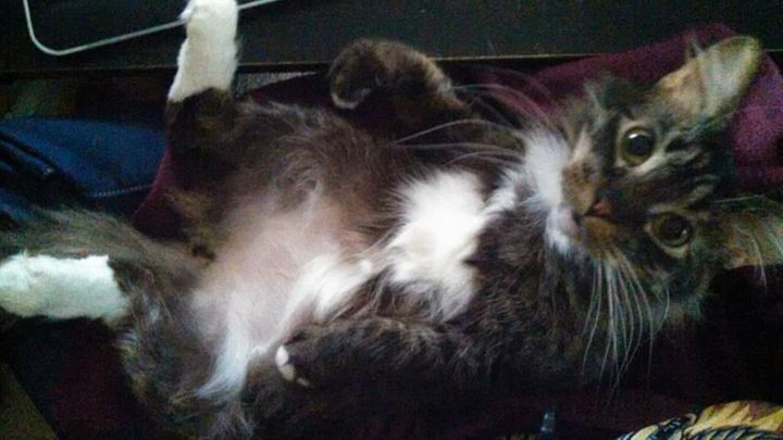 Main fundraiser photo