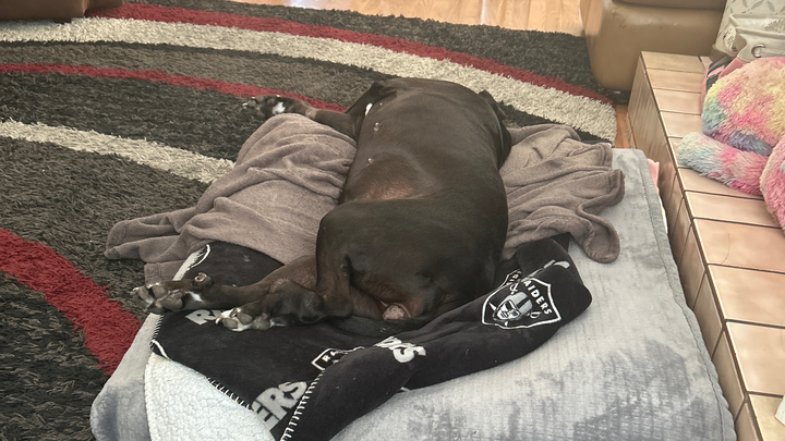 Help My Dog Fight Uterus Cancer campaign photo, 1 of 5