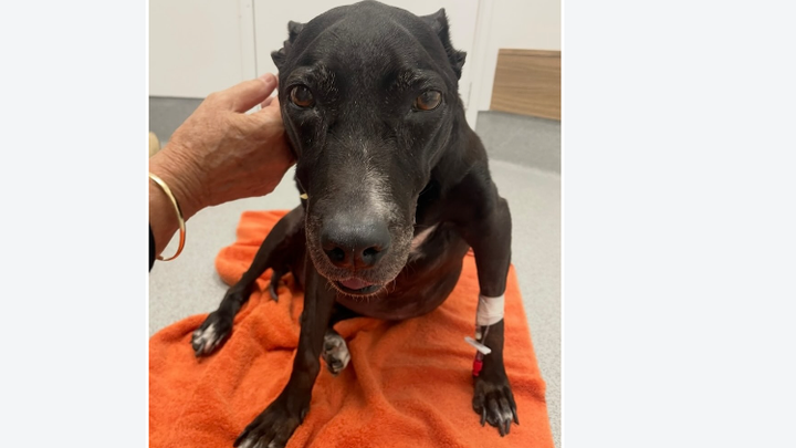 PLEASE SAVE MIA! campaign photo, 1 of 4