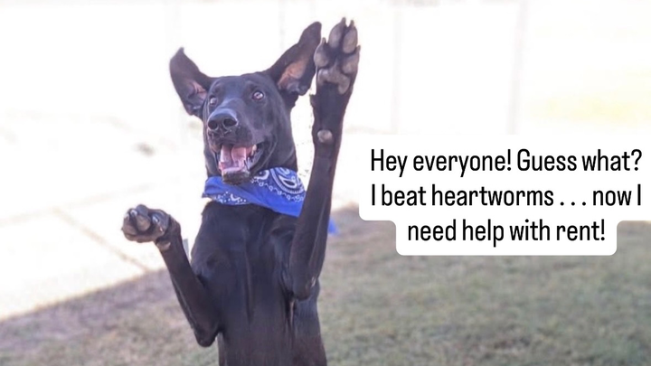 Help Cover Barracuda’s Boarding Costs campaign photo, 1 of 3