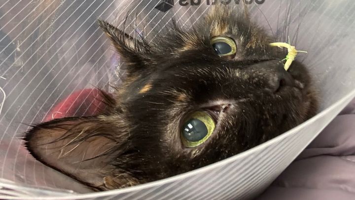 Emergency Vet Bill Help That Saved Spices Life campaign photo, 1 of 3