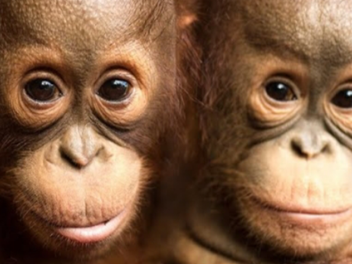 camp international borneo 2027 campaign photo, 1 of 4