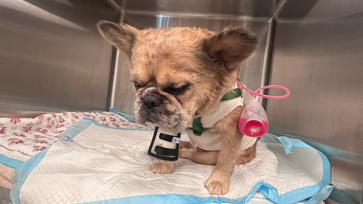 Urgent Help Needed to Save Coco Emergency Surgery in Dalla campaign photo, 1 of 4
