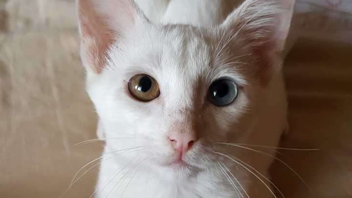 Please donate to help get surgery for my kitty. campaign photo, 1 of 3