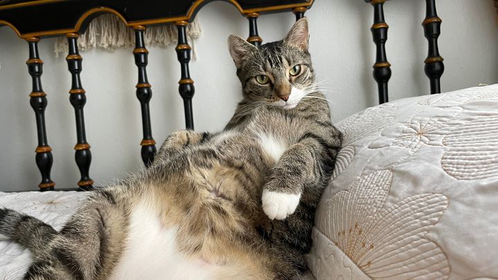 Fatboy's Thyroid Treatment Fund campaign photo, 1 of 8