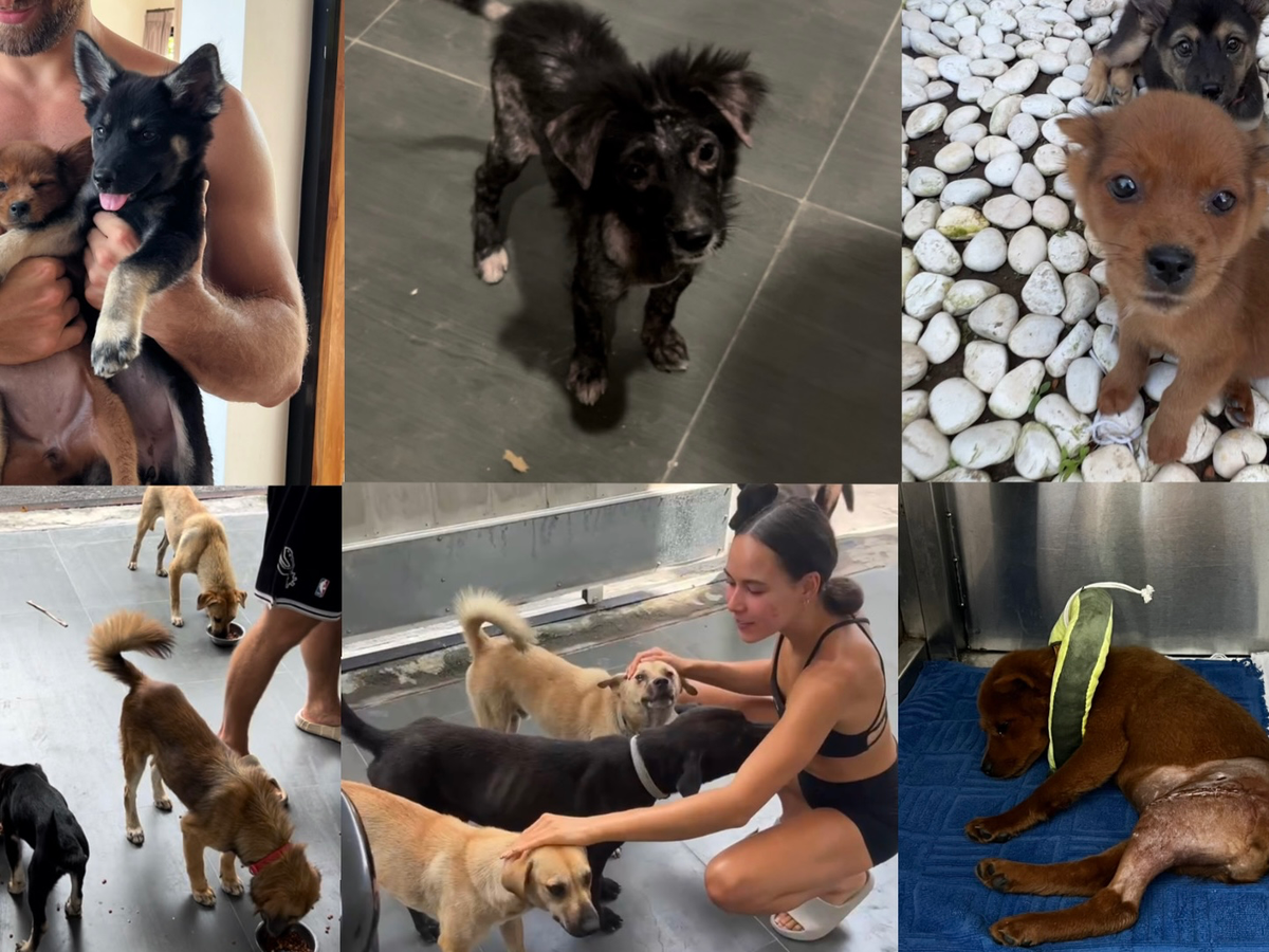 Food & Treatment for Bali Street Dogs campaign photo, 1 of 4