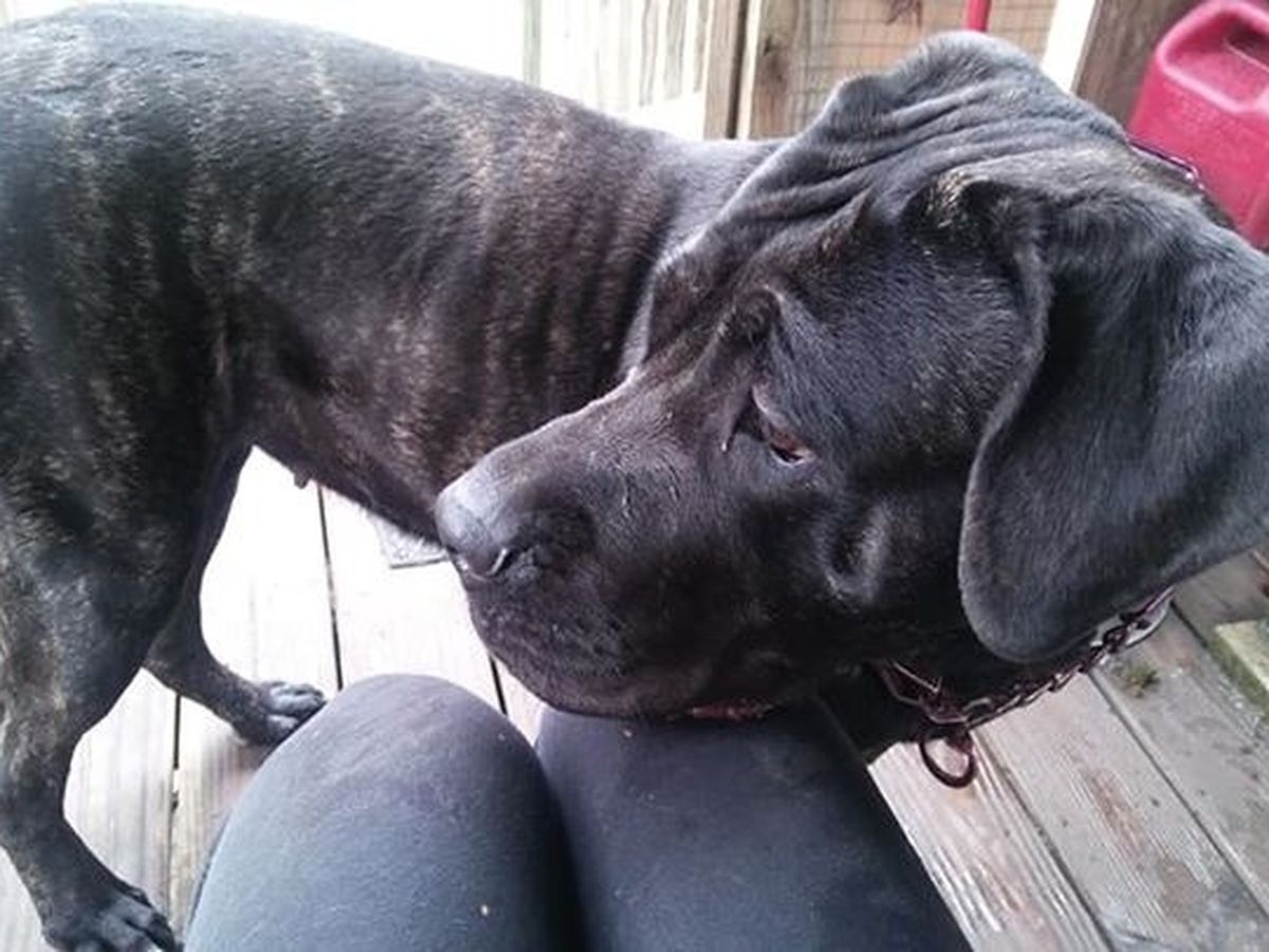 Fundraiser By Debbie Hutchison Bella The Cane Corso Mastiff