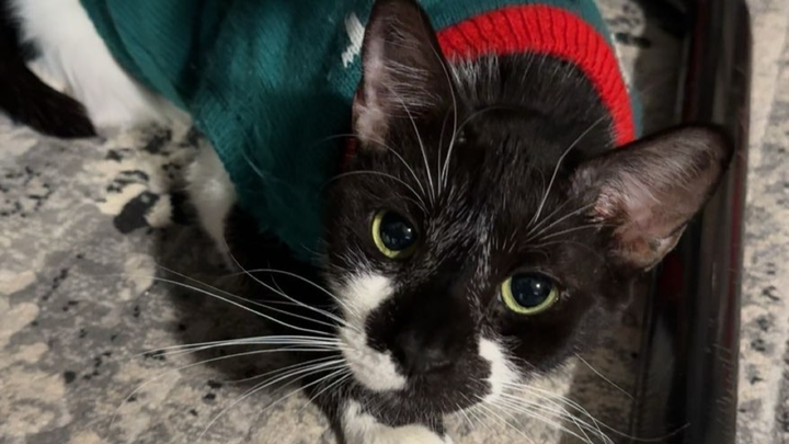 Help Save Papaya from Aggressive Lymphoma campaign photo, 1 of 7
