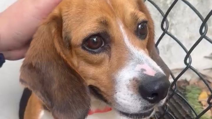 Support Beagles & End Animal Testing campaign photo, 1 of 7