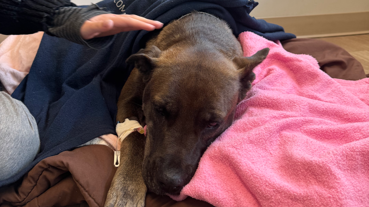 Help Save Pepper: Urgent Surgery Needed campaign photo, 1 of 5