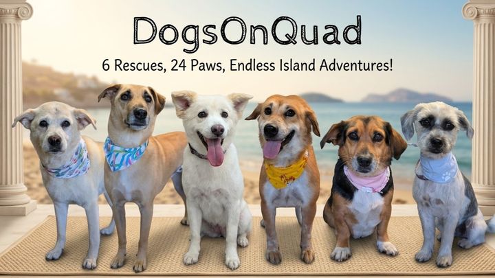 Cruising for a Second Chance Help Our Kos Island Rescue Pack campaign photo, 1 of 8