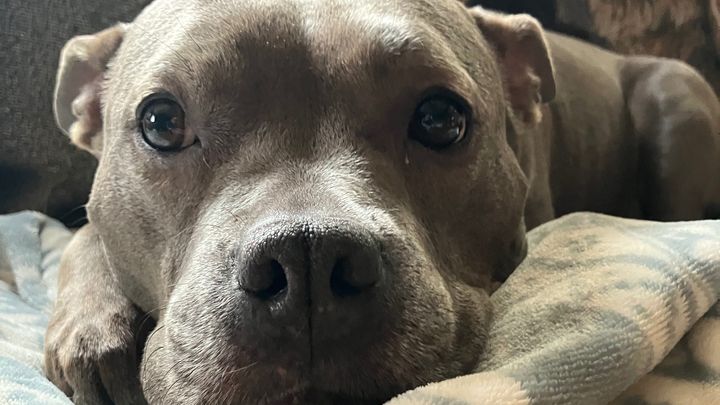 Help Save Pebbles campaign photo, 1 of 3