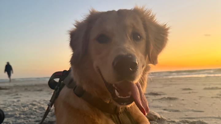 Support Bowie's Journey to Recovery campaign photo, 1 of 7