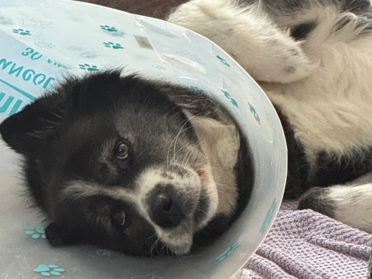 Fundraiser by Mishel Kravchin : Please help Nala's Chemotherapy