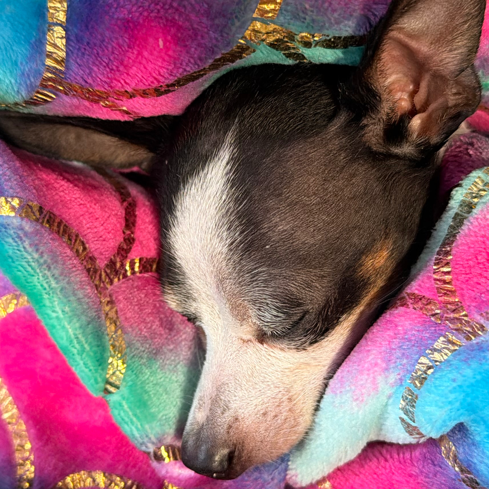 Help Domino Overcome Kidney Disease