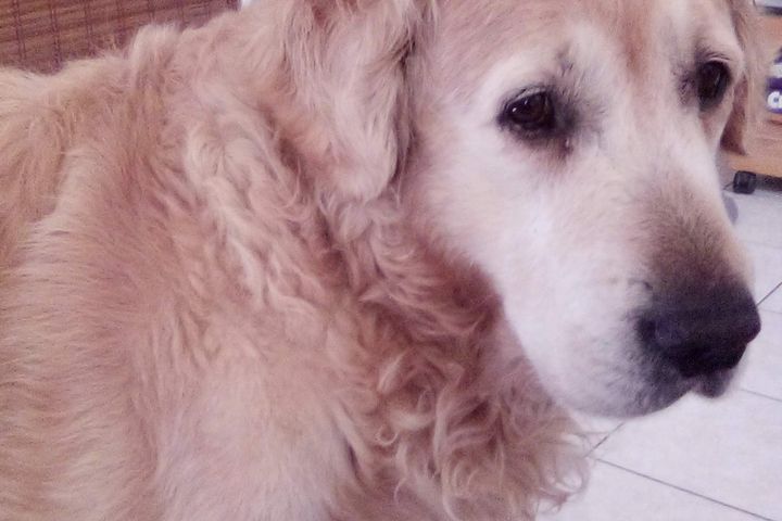 Le Golden Retriever Fiche Sante Aquivet Clinique Veterinaire