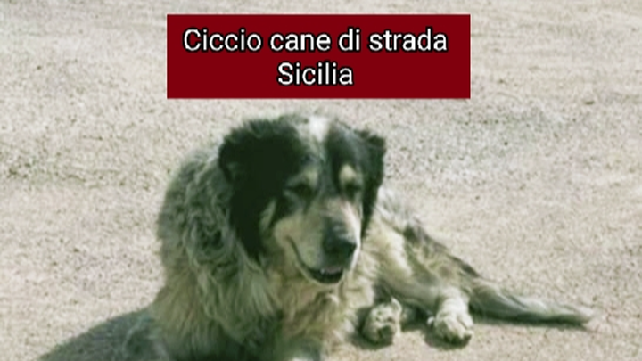 Salva cane Ciccio da eutanasia campaign photo, 1 of 5
