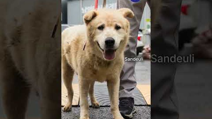 CARE (Korea) 850 animals need help to survive this winter video thumbnail, 1 of 8