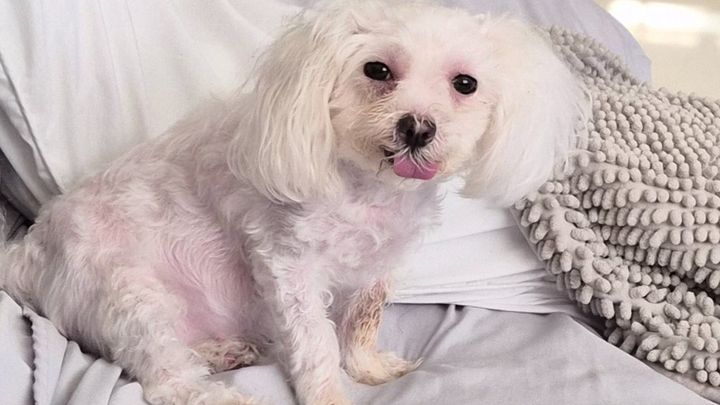 Help Save Roxy’s Life campaign photo, 1 of 7