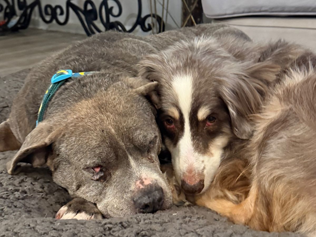 Help Restore Our Senior Dog Sanctuary After Flood campaign photo, 1 of 7