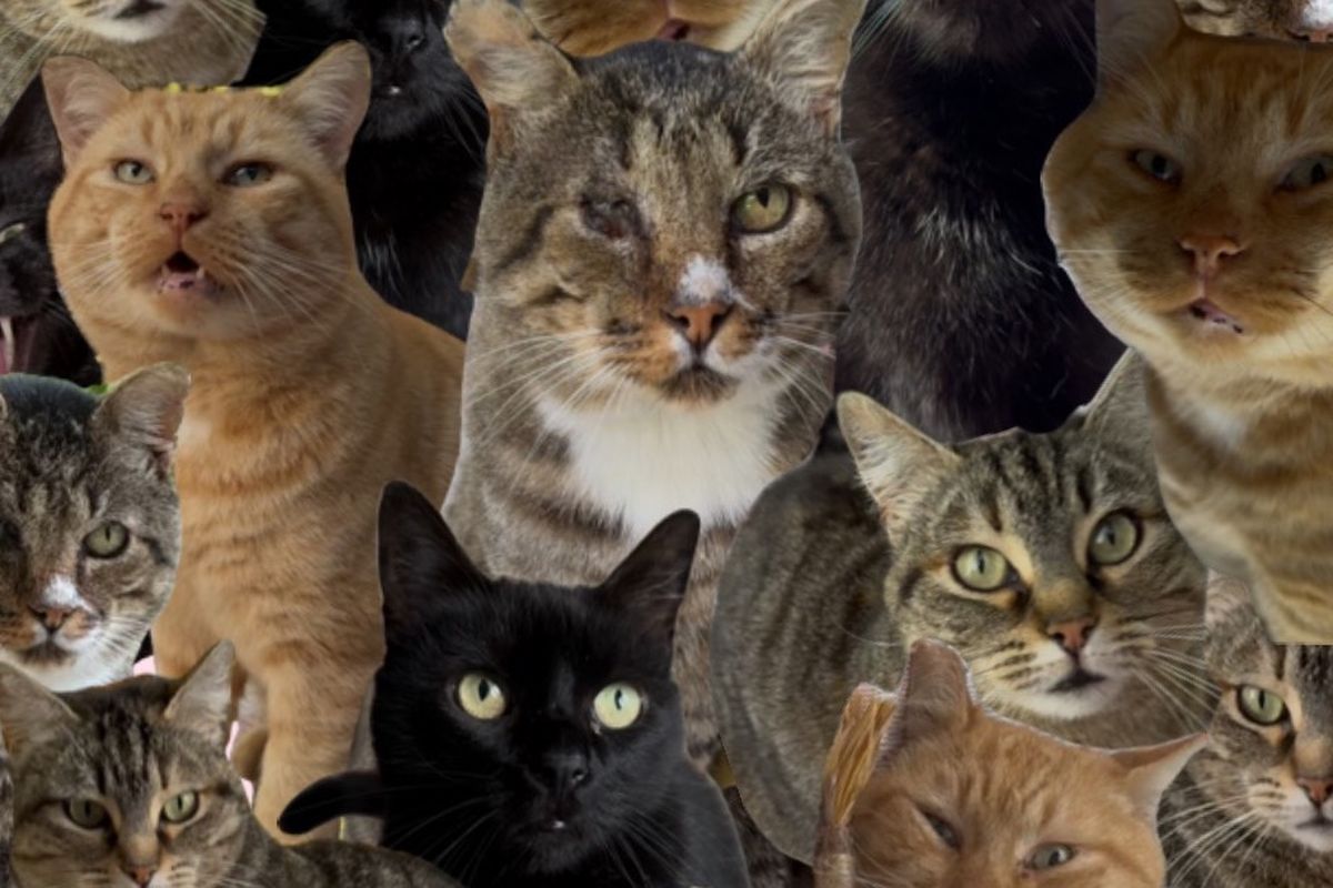Fundraiser by Chloe S : Help support the Pink Cat Sanctuary & give