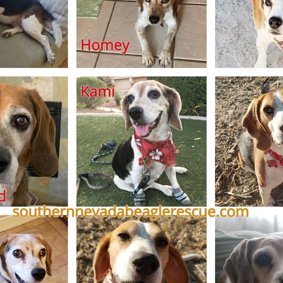 Fundraiser By Regina Harman Help Save Our Home Fundraiser By Regina Harman Help Save