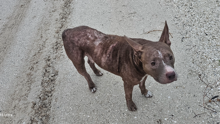 Help Coffee Heal: Support His Recovery campaign photo, 1 of 8