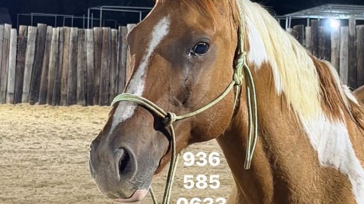 Saving A Gentle Pregnant Mare From Killpen