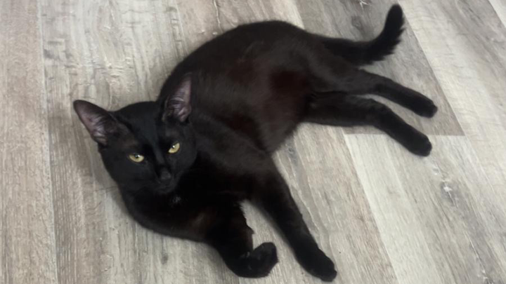 Hilfe für Kater Earl – ein letzter Liebesdienst campaign photo, 1 of 5
