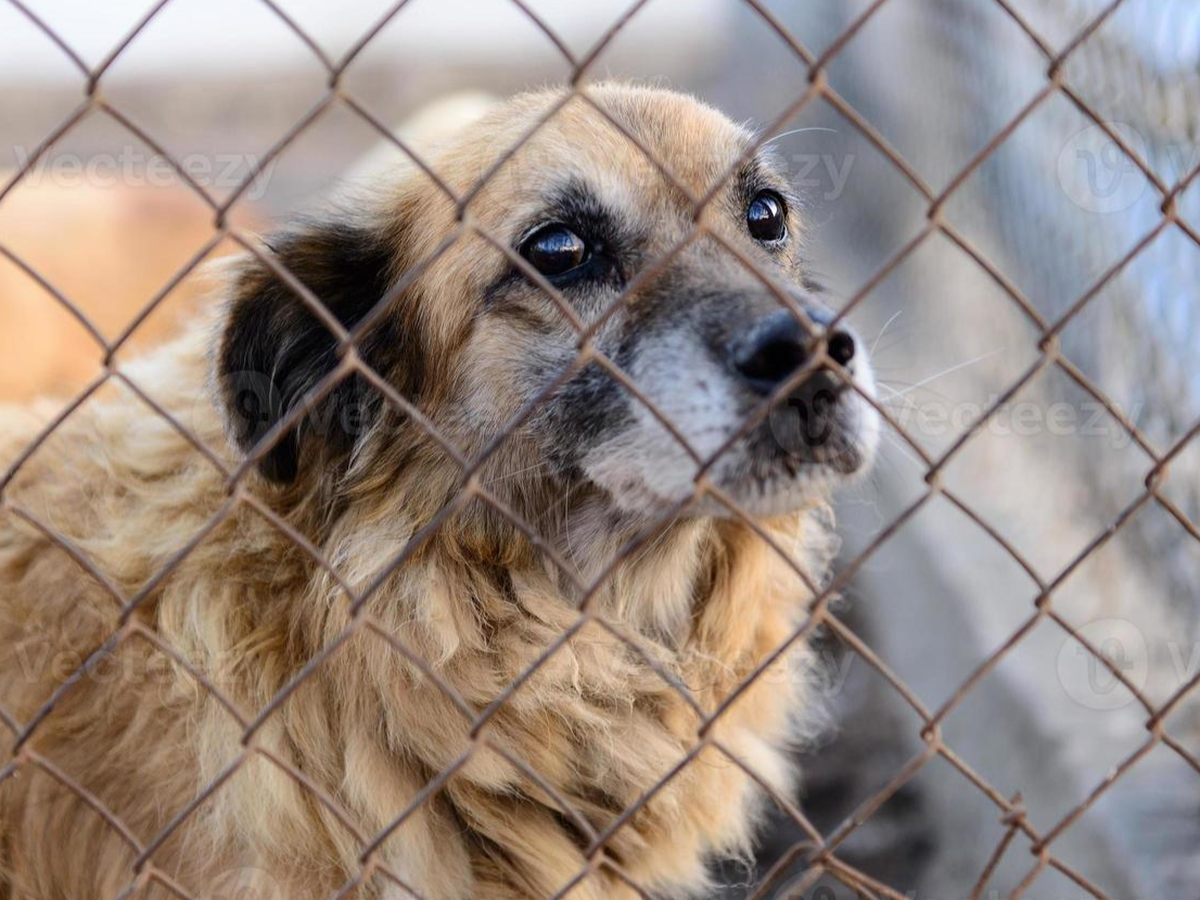 Camp Dog needs a Shelter campaign photo, 1 of 3