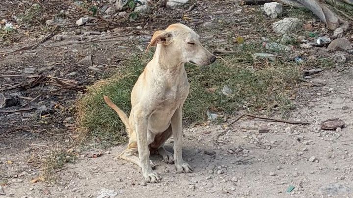 Help Me Save the Tulum Dogs.. Luna Needs Surgery ❤️ campaign photo, 1 of 6