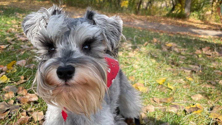 Help Us Get Life-Saving MRI for Motley campaign photo, 1 of 7