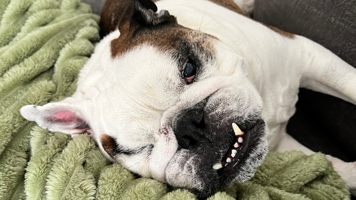 For My Sweet Boy Kona — Surgery & Recovery Fund campaign photo, 1 of 7