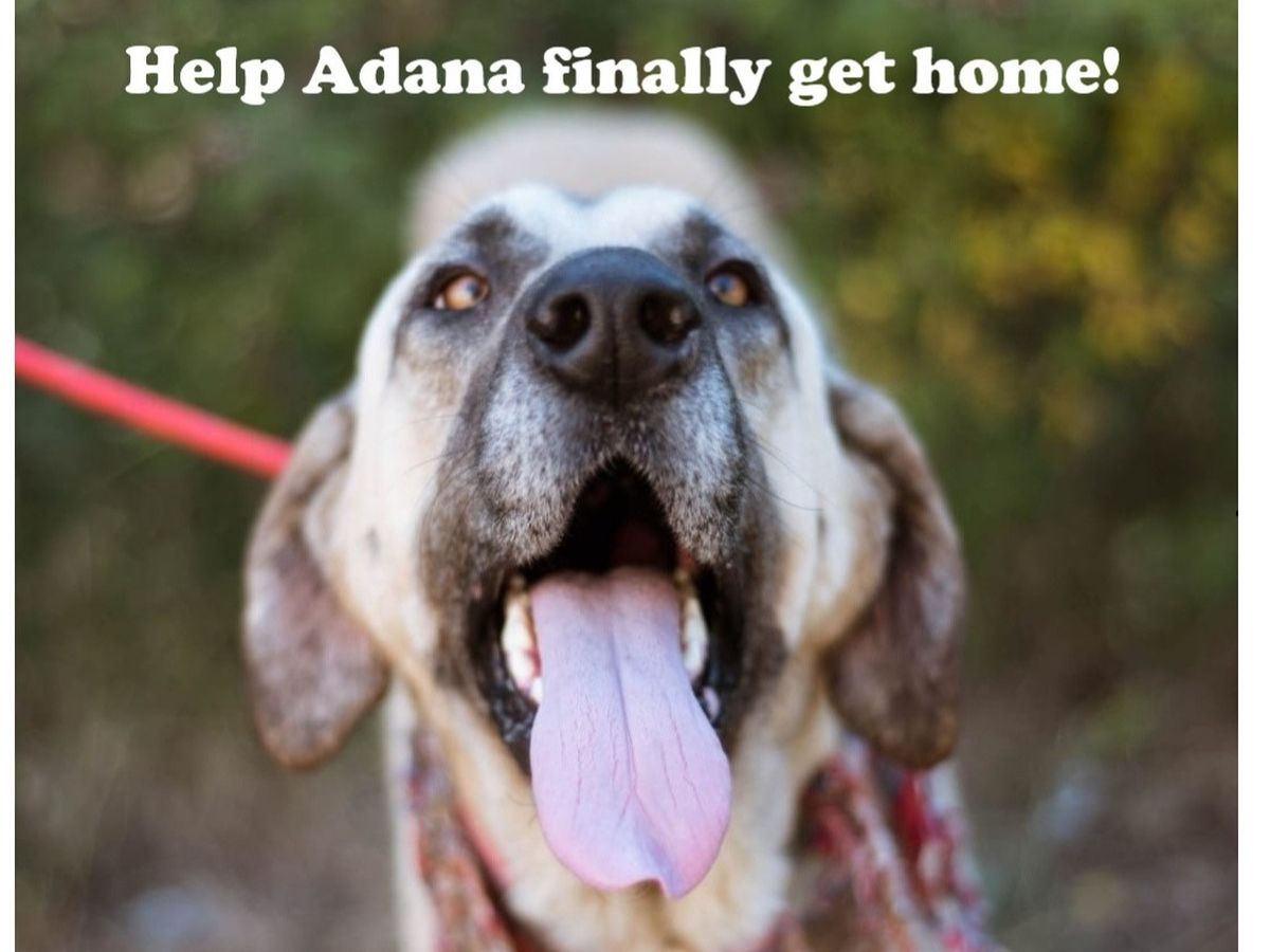 Fundraiser By Ohrid Strays Help Adana Finally Get Her Own Bed In A Home